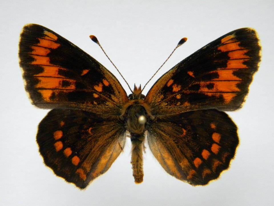 Melitaea phoebe abb 3 (Internet Image property of respective owner, non-commercial use only)